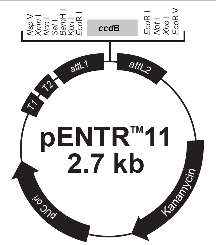 pENTR11载体图谱